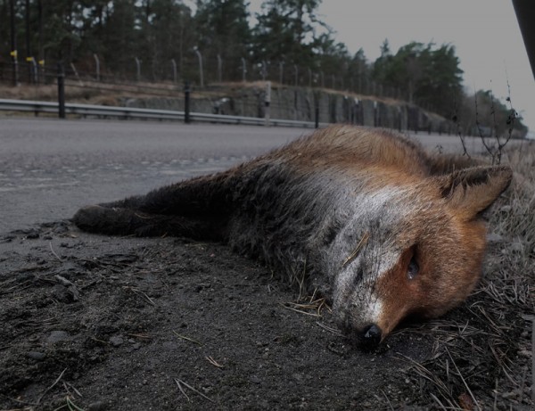 En död räv liggandes i vägkanten