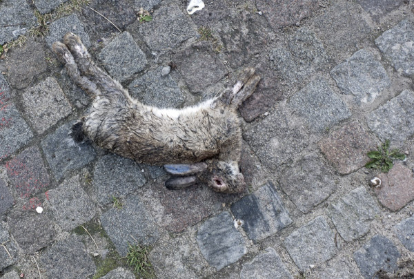 En död kanin som saknar sitt öga.