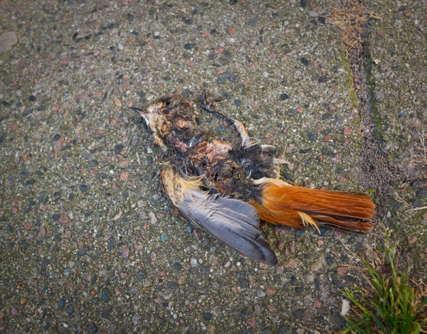 En krossad fågel på en trotoar