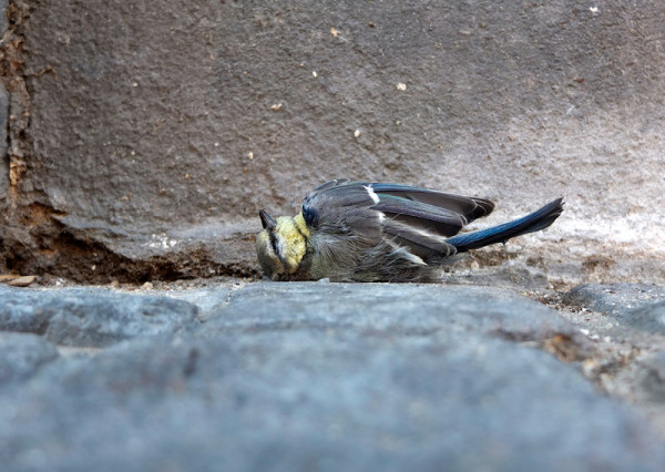 En liten fågel som vilar tungt på sin rygg