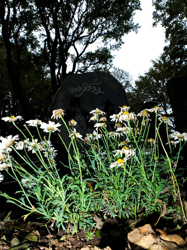 Blommor framför en gravsten