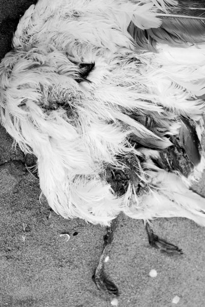 Död fågel på en strand.